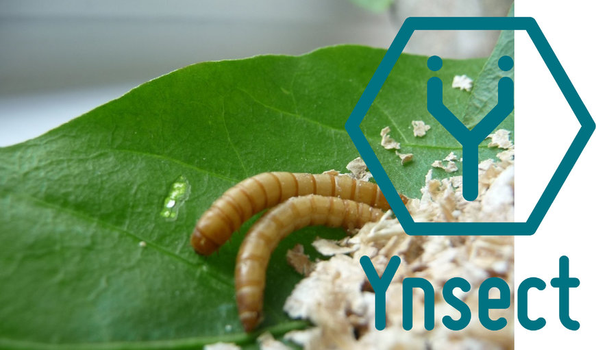 Ulma Handling Systems développe pour Ynsect la première installation automatisée de production de protéines d’insectes